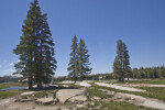 Pines Trees at Tuolumne Meadows