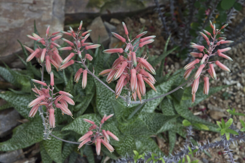Pink Aloe Flowers