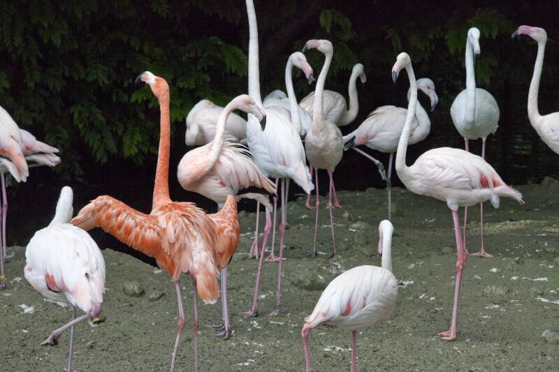Pink and White Flamingos