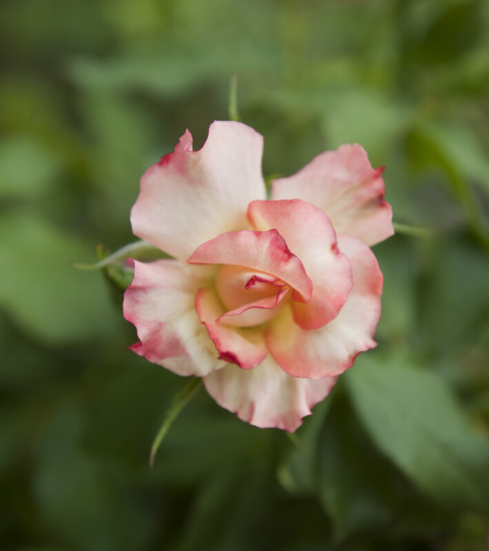 Pink and White Rose Flower at the Villa Borghese Gardens