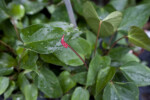 Pink Anthurium