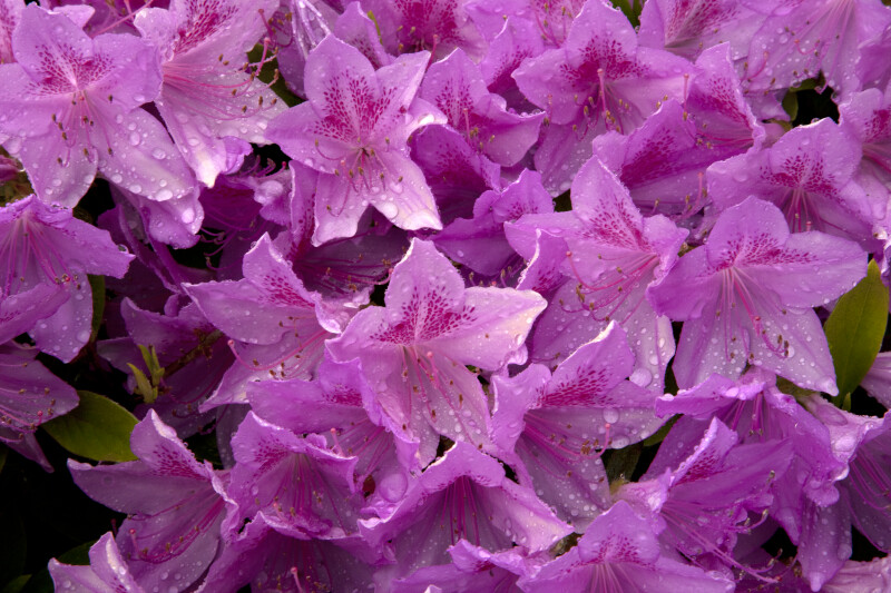 Pink Azalea Flowers with Water Droplets