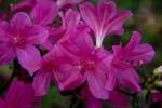 Pink Azalea Flowers