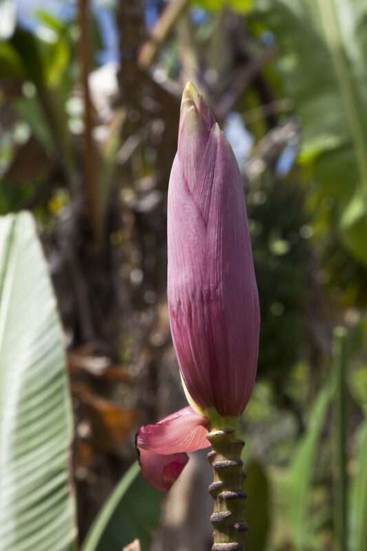 Pink Banana Flower