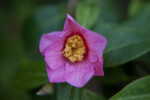 Pink Camellia Flower