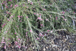 "Pink Cascade" Manuka