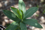 Pink Crape Ginger Leaves