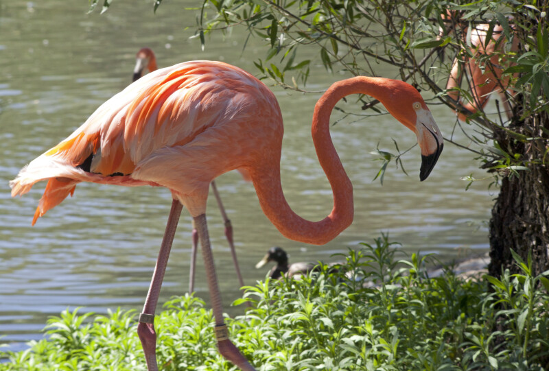 Pink Flamingo Walking near a Pond