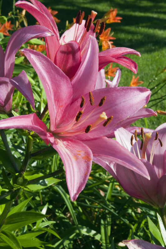 Pink Lily Flower
