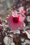 Pink, Lined Wildflower at The Fruit and Spice Park