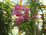 Pink Orchid