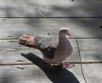 Pink Pigeon on Boardwalk