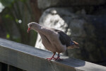 Pink Pigeon on Rail