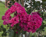 Pink, Ruffled Flowers