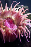 Pink Sea Anemone Close-Up