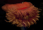 Pink Sea Anemone