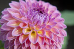 Pink Suffusion' Dahlia