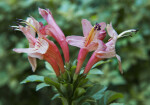 Pink Tecoma Flowers