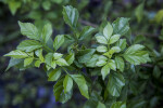 Pink Tecoma Leaves