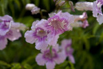 Pink Trumpet Vine