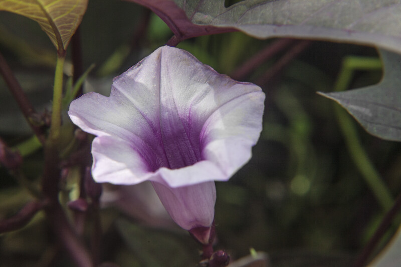 Pinkish-Purple, Tubular Flower