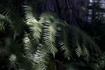 Pinnate-Leaved Branches of a Fern