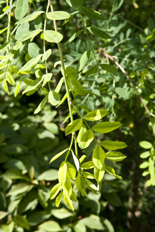 Pinnate Leaves Extending From the Branch of a Franchet Peashrub
