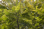 Pinnate Leaves of a Cedrela salvadorensis