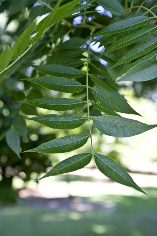 Pinnate Leaves of a Eucalyptus Tree