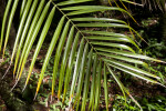 Pinnate Leaves of a Small Tree