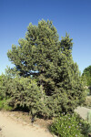 Piñon Pine Tree