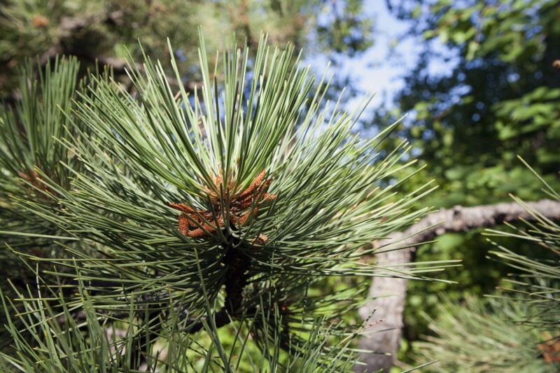 Pinus ponderosa Needles