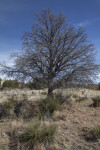 Pinyon Pine