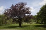 Pissard Plum "Atropurpurea" Tree