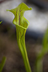 Pitcher Plant Detail