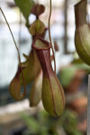 Pitcher Plant Detail