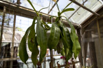 Pitcher Plant Leaves