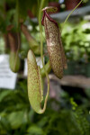 Pitcher Plant Pitchers