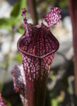 Pitcher Plant Rim - Frontal View