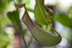 Pitcher Plant Side