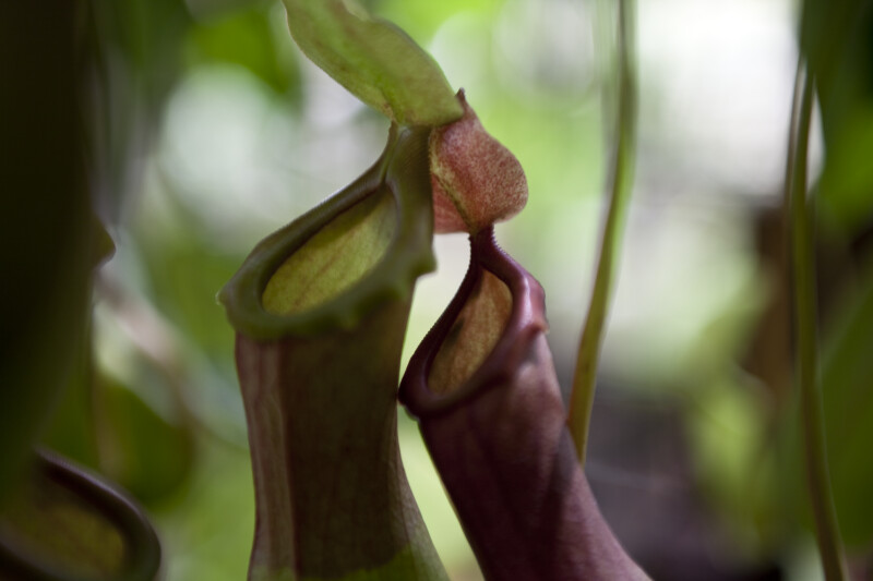 Pitcher Plant Tops