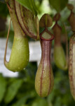 Pitcher Plant Trap