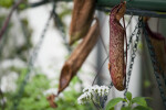 Pitcher Plant