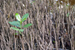 Plant and Pencil-Roots