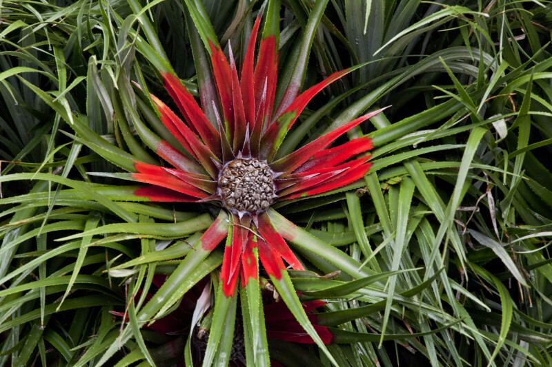 Plant at San Fransisco Zoo