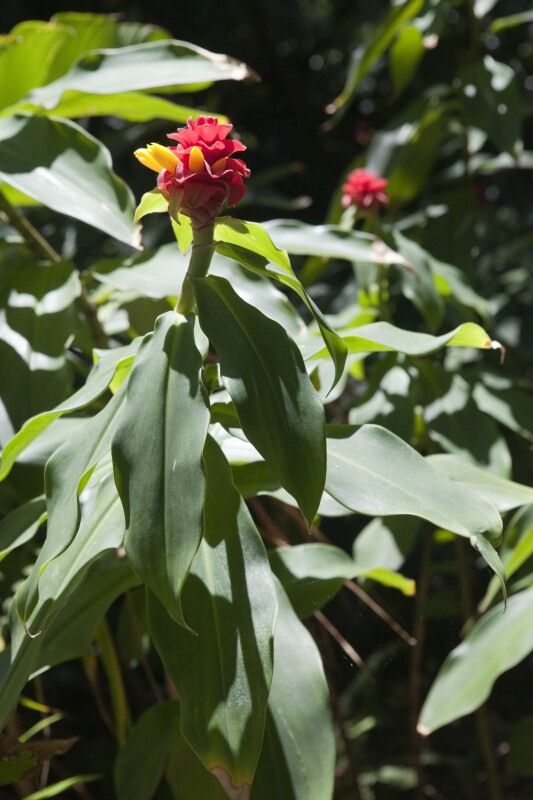 Plant at the Fairchild Tropical Botanic Garden