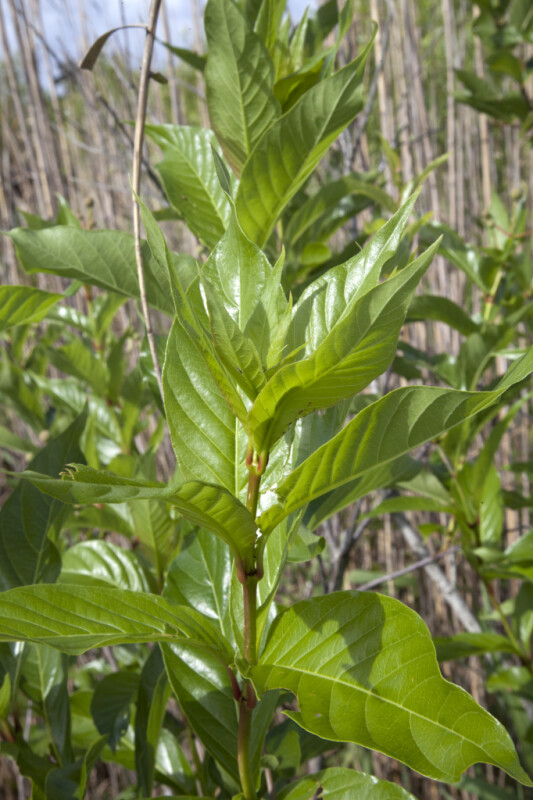 Plant Stalks with Glossy Leaves at Anhinga Trail of Everglades National Park