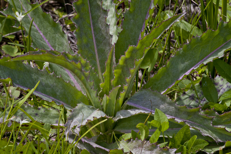 Plant with Big, Thorny Leaves
