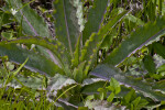 Plant with Big, Thorny Leaves