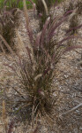 Plant with Fuzzy Stalks